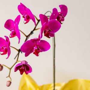 Orquídea Phalaenopsis