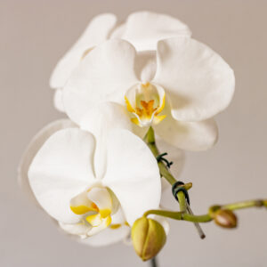 Orquídea Phalaenopsis