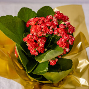 Kalanchoe